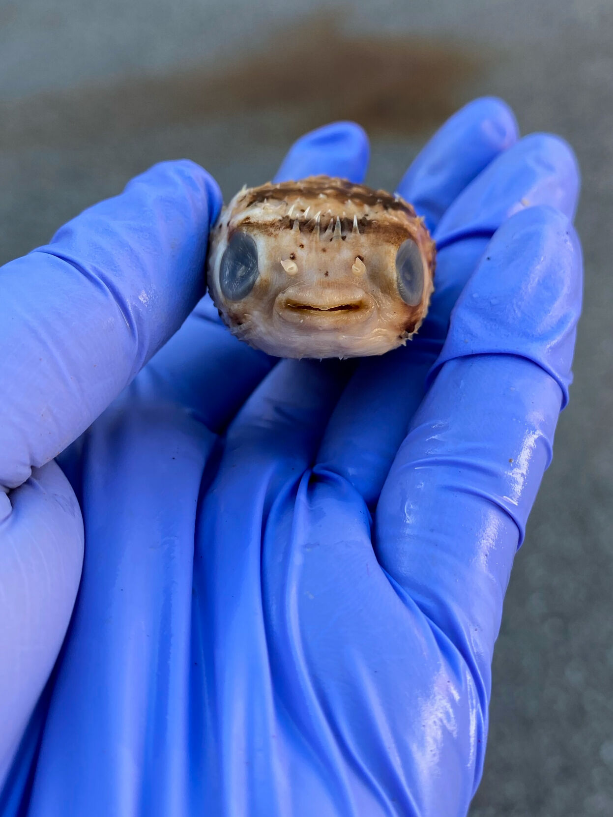 Porcupine Pufferfish